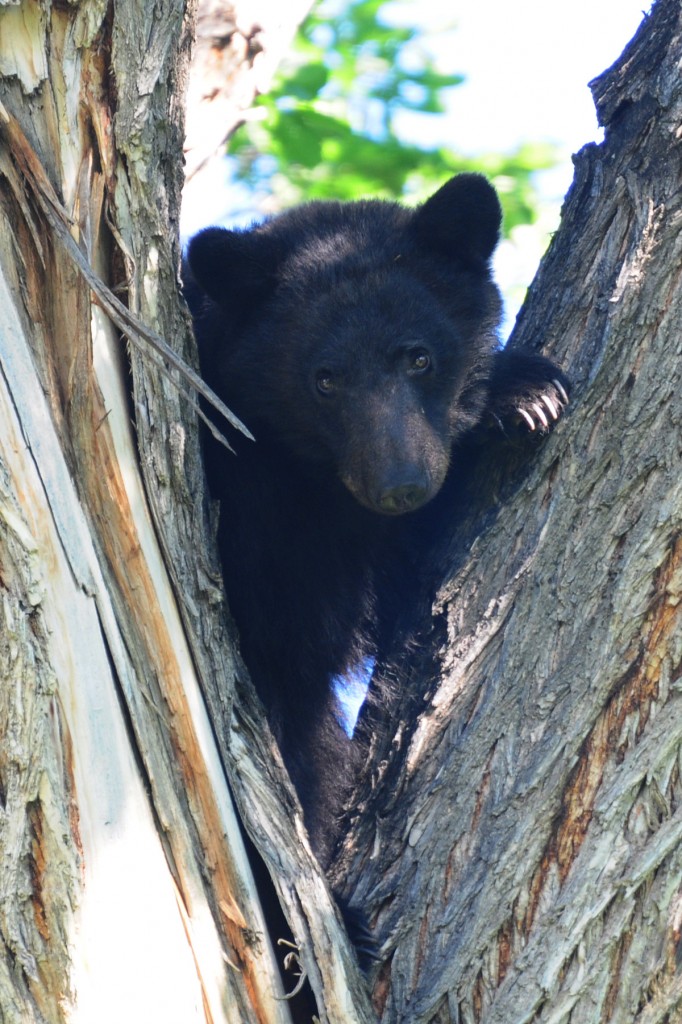 Philmont Bear